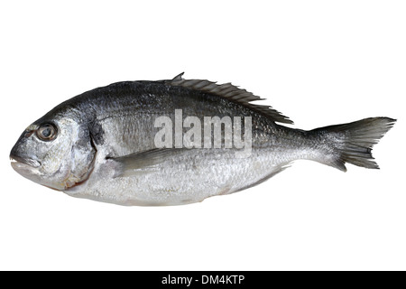 Fresh fish gilthead isolated on a white background Stock Photo