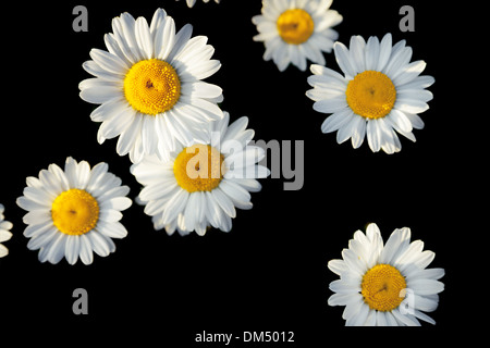 white flowers of daisies on a black background of the isolated Stock Photo
