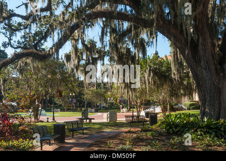 Spanish Moss hangs from a giant oak at the Westcott Building entrance to Florida State University in Tallahassee, Florida. (USA) Stock Photo