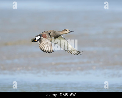 Gadwall in flight Stock Photo