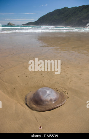 Plough snails scavenge on a dead jellyfish near Gericke's Point on the Garden Route, South Africa Stock Photo