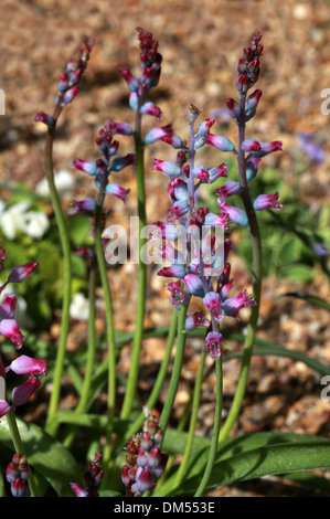 Lachenalia rosea, Hyacinthaceae, Cape Province, South Africa Stock Photo