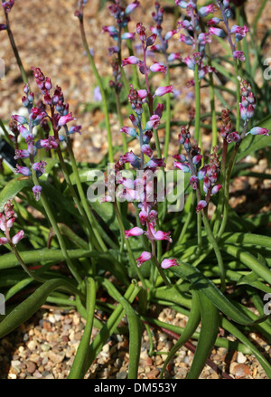 Lachenalia rosea, Hyacinthaceae, Cape Province, South Africa Stock Photo