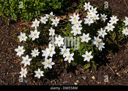 Wood Anemone, Anemone nemorosa, Ranunculaceae Stock Photo