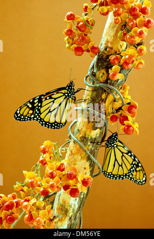 Two monarch butterflies, Danaus plexippus, perch on bough of bittersweet, Celastrus scandens with full berries Stock Photo