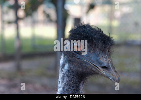 Close up of portrait of blue emu on nature background Stock Photo - Alamy