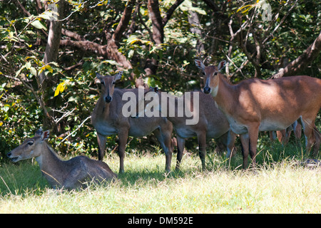 a herd of cautive blue bulls (Nilgai). Stock Photo