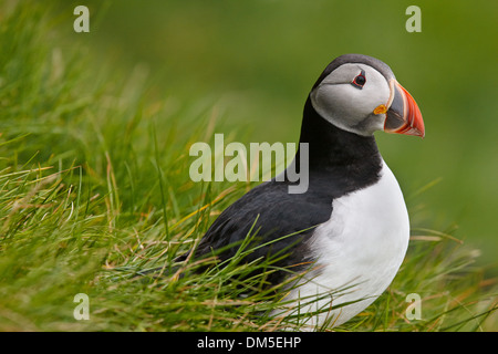 Atlantic Puffin (Fratercula Arctica), Mykines Island, Faroe Islands Stock Photo