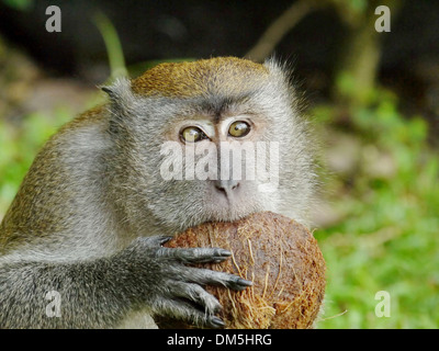 Monkey Biting a Coconut Stock Photo