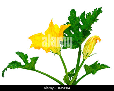 flower and leaves no zucchini isolated white background Stock Photo