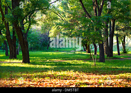 Clearing in autumn park illuminated by the sun Stock Photo