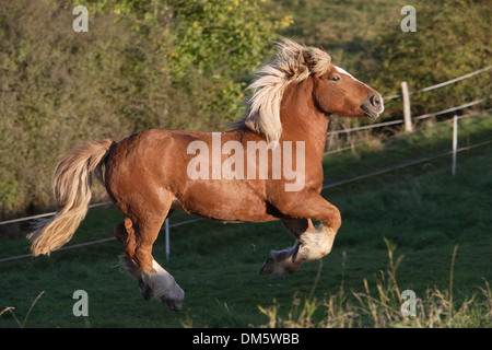 Belgian Draft Horse, Brabant. Chestnut adult galloping on a pasture Stock Photo