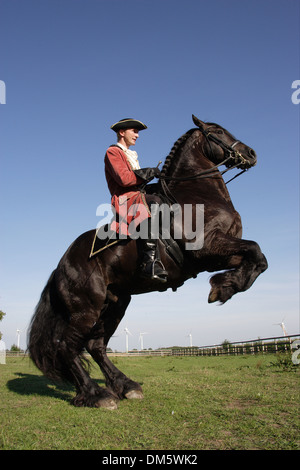 Friesian Horse with rider in historic costume performing a levade. Germany Stock Photo