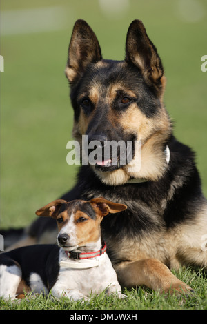 Jack russell best sale alsatian cross