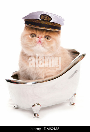 Exotic Shorthair Cat. Kitten with captains hat in a silver bath tub. Studio picture against a white background Stock Photo