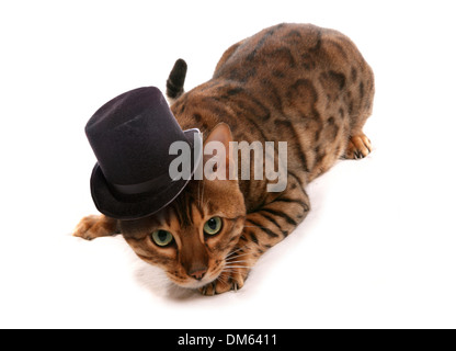 Rosetted Bengal Cat with top hat, lying. Studio picture against a white background Stock Photo