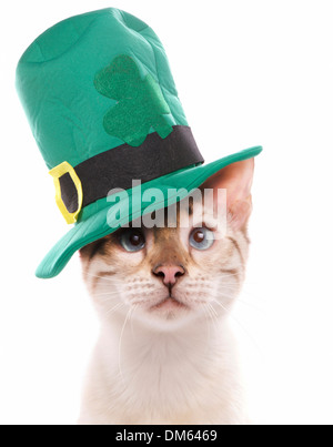 Blue eyed snow marbled Bengal Cat with green Irish hat. Studio picture against a white background Stock Photo