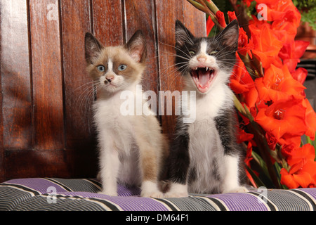 Domestic cat Two kittens 2 month old sitting cushion One of them is hissing Stock Photo