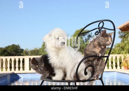 Domestic cat Two young cats 3 month old Maltese sitting garden chair next to swimming pool Stock Photo