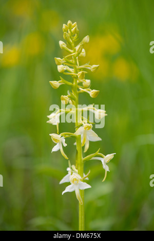 Greater Butterfly Orchid (Platanthera chlorantha), flowering, Thuringia, Germany Stock Photo