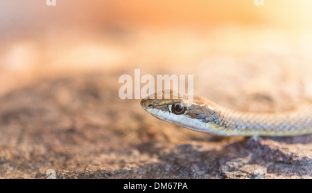 Namib Sand Snake (Psammophis namibensis), Living Desert Snake Park, Walvis Bay, Namibia Stock Photo