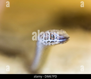 Leopard Sand Snake (Psammophis leopardinus brevirostris), Leopard Sandsnake, Living Desert Snake Park, Walvis Bay, Namibia Stock Photo