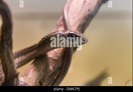 Boomslang (Dispholidus typus), Living Desert Snake Park, Walvis Bay, Namibia Stock Photo