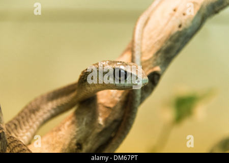 Boomslang (Dispholidus typus), Living Desert Snake Park, Walvis Bay, Namibia Stock Photo