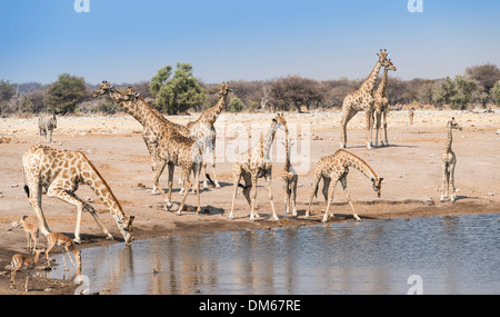 Giraffse (Giraffa camelopardalis) and Impalas (Aepyceros melampus petersi) at the Chudob waterhole, Etosha National Park Stock Photo