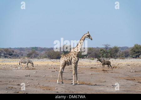 Giraffe (Giraffa camelopardalis) and Burchell's Zebra (Equus burchellii) at the Chudob waterhole, Etosha National Park, Namibia Stock Photo