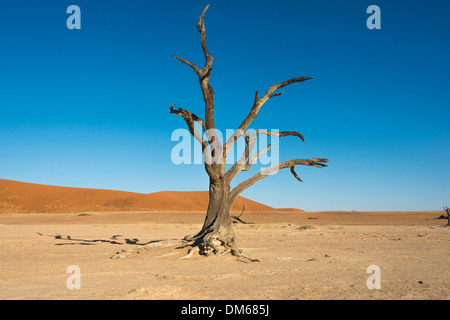 Dead tree in the salt and clay pan, Dead Pan, Sossusvlei, Namib-Naukluft-National Park, Namib Desert, Namibia Stock Photo
