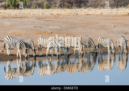 Burchell's Zebras (Equus quagga burchellii), reflection of herd whilst drinking at the Chudop waterhole, Etosha National Park Stock Photo