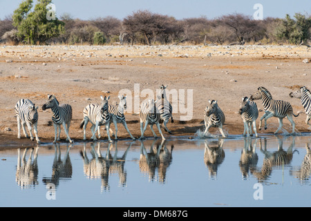 Burchell's Zebras (Equus quagga burchellii), herd panicking whilst drinking at the Chudop waterhole, Etosha National Park Stock Photo