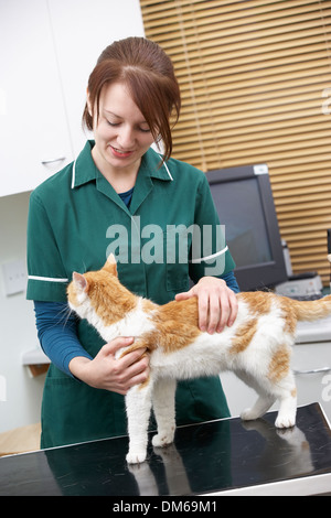 Female Vet Examining Cat In Surgery Stock Photo