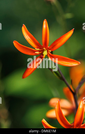 Large Camas, Great Camas (Camassia leichtlinii), flower Stock Photo