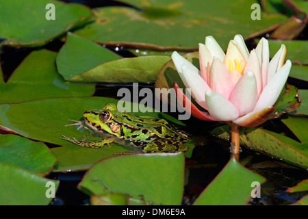 European Edible Frog (Rana esculenta) on water lily pads. Germany Stock Photo