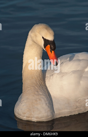 Adult Mute Swan (cygnus olor) on water Stock Photo
