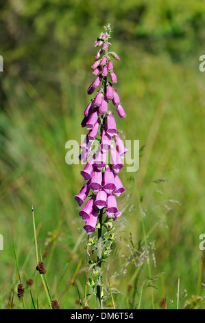 Foxglove - Digitalis purpurea Growing in forest clearing, Forest of Dean Stock Photo