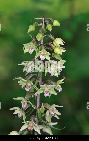 Violet Helleborine - Epipactis purpurata Stock Photo