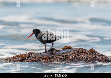 Variable oystercatcher (haematopus unicolor) (Torea-pango), Hampden, East Otago, South Island, New Zealand. Stock Photo