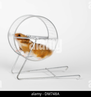 Hamster on a wheel Stock Photo