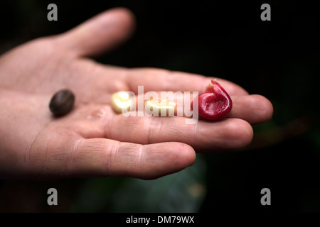 A biologist holds wild fruits in the forest in El Triunfo Biosphere Reserve in the Sierra Madre mountains, Chiapas State, Mexico Stock Photo