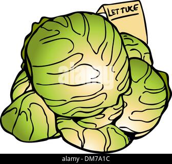 Lettuce Heads Stock Vector