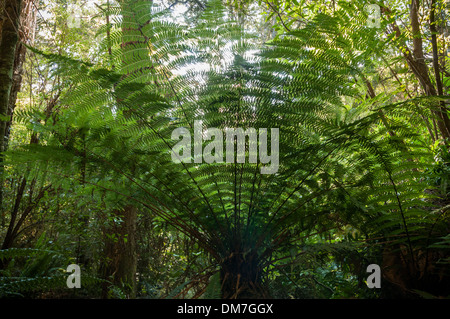 Tree fern in the rainforest near Purakaunui Falls, the Catlins, South Otago, South Island, New Zealand. Stock Photo