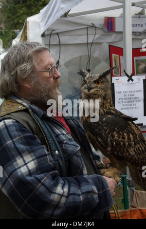 North Wales Male handler holding a European Eagle Owl used for pest control Stock Photo