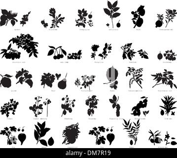 plants collection Stock Vector