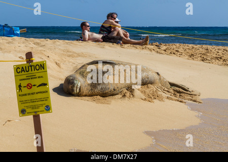 USA, Hawaii, Kauai, Poipu beach, with protected monk seal & sunbathers Stock Photo