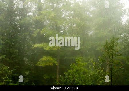 Torrential rain Stock Photo