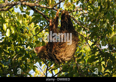 A Two-toed Sloth (Choloepus hoffmanni) hangs in a tree.  Tortuguero, Tortuguero National Park, Limon Province, Costa Rica.