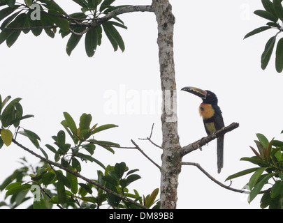 A Collared Aracari (Pteroglossus torquatus) perches in a tree.  Braulio Carillo, Horquetas, Sarapiqui, Costa Rica. Stock Photo